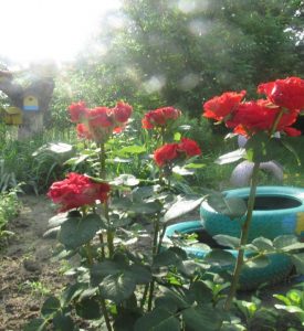 Florile grădiniței