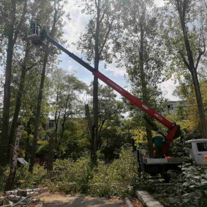 Lucrări de defrișare a arborilor uscați
